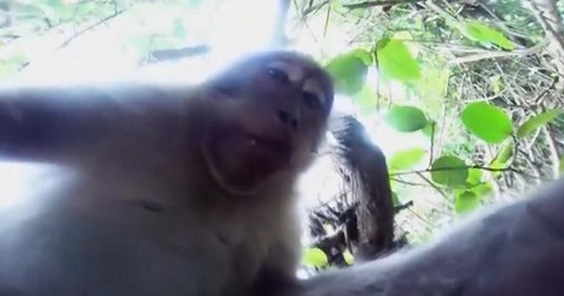 Monkey steals tourist's camera, takes "selfie"