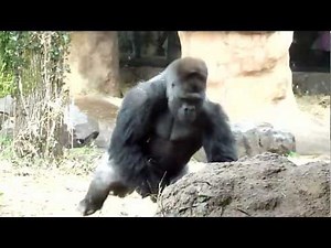 二足歩行で駆け抜けるゴリラのハオコ君