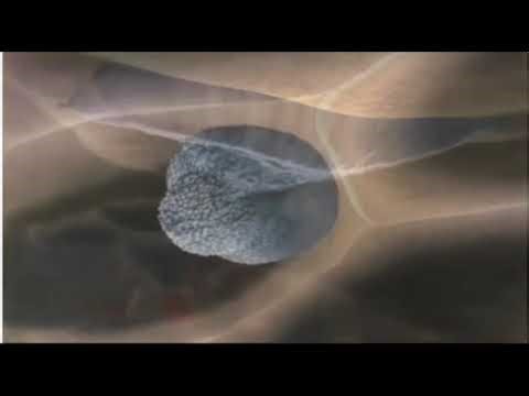 Basic cell structure and function ..