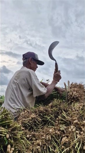 Smart choice to trim the stalks of peanut plants with super sharp tools -farming #shorts