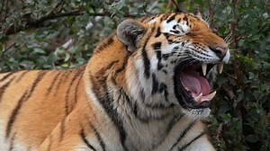 clip-1039167302-siberian-tiger-panthera-tigris-altaica-calling-mate
