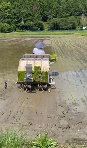 🌾🇯🇵 Modern Farming in Japan: Paddy Planting Season Begins! 🚜#japan #agriculture #paddy #travel