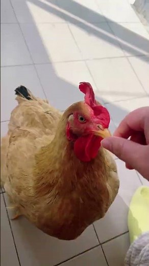 Chicken Farts: The Hilarious Truth Behind the Cluck
