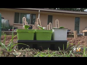 Gardening 101: What to plant in the fall