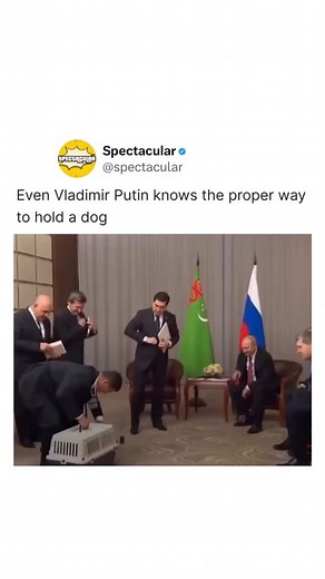 In October 2017, a viral moment gave rise to the meme: “Even Vladimir Putin knows the proper way to hold a dog.” During a meeting in Turkmenistan, President Gurbanguly Berdymukhamedov presented Putin with a Central Asian shepherd puppy for his 65th birthday. When Berdymukhamedov awkwardly lifted the puppy by the scruff, Putin quickly stepped in, gently cradling and kissing it. The footage spread rapidly, portraying him as a tender animal lover. But the meme only scratches the surface — Putin’s r