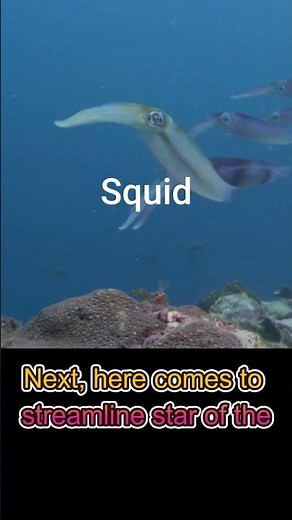 What's the difference between Octopus Squid Cuttelfish #octopus #squid #cuttlefish