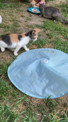 SmartyKat automatic cat toy tested #cat #kitten #feline | Slash Pets