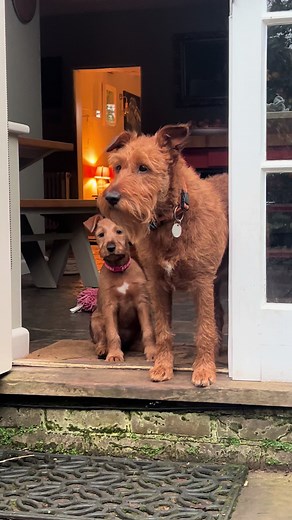 Adorable Irish Terrier Puppy Compilation