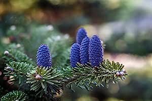 Korean Fir Tree Seeds - 20 Seeds - Prized Blue Cones - Ships from Iowa.
