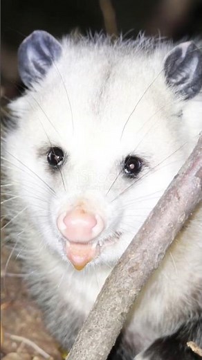 Opossums Actually FAINT When Terrified?