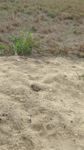 Our friends in Jupiter spotted this baby gopher tortoise & we couldn't get enough! 🐢😍 | Get Up And Go Kayaking