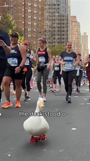 🦢Meet the Happiest Duck who loves to run Marathons.😀 #duck #WrinkleTheDuck Follow Seducktive | Michigan News Source