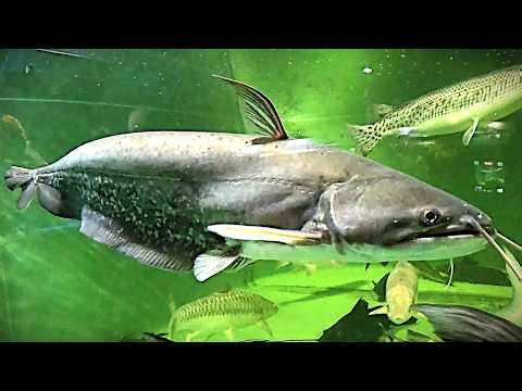 Two Wallago attu 2ft & 1.5ft