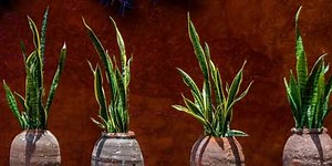 Are Snake Plants Succulents? How to Know The Difference - Simplify Gardening