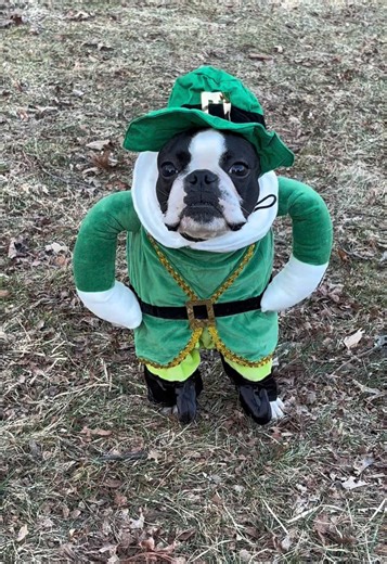 Hoodsie is getting into the St. Patrick’s Day spirit, and he makes quite the cute little leprechaun. And he’s definitely got the mischievous part down! 😂😂😂 #bostonterrier #bostonterriersoftiktok #stpattysday #stpatricksday