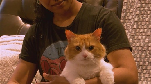 Arkansas cat named 'Cheddar Big Booty Cheeseburger' wins national contest