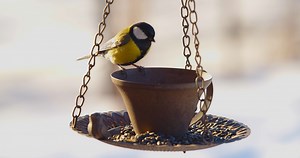 🐦Le froid n'épargne pas les animaux sauvages, à l'instar des oiseaux qui peinent à trouver leur nourriture, notamment de novembre à fin mars. Les conseils de 30millionsdamis.fr pour nourrir les oiseaux en hiver 👇https://www.30millionsdamis.fr/conseils/conseil/24482-bien-nourrir-les-oiseaux-en-hiver/ | 30 Millions d'Amis