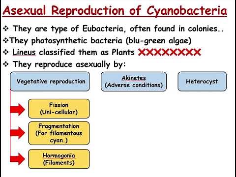 Plant Reproduction | Reproduction of Prokaryotes
