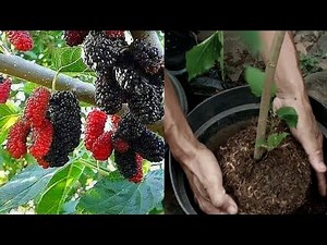 Planting mulberry in a pot
