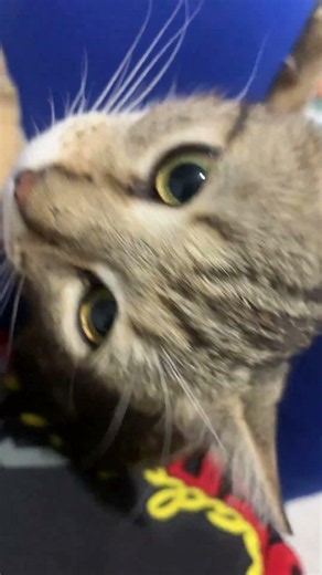 Gremlin looking at the camera #shorts #kitten #cat