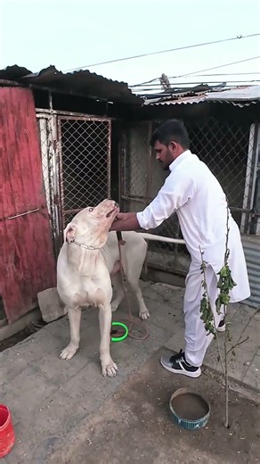 bhalu going for walk #beats #bulldog #dogbreed #bullybreed
