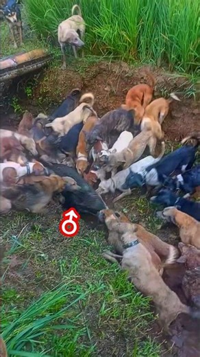 100 Hunting Dogs vs One Wild Boar | Intense Wild Encounter 🐗🐕 #huntingbuddy #hunt #hunters