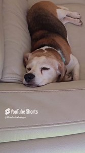 Beagles keep life active by napping all day