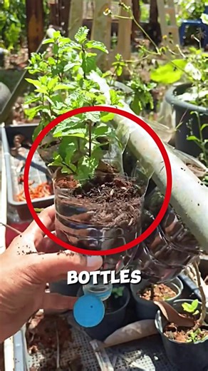 Hanging Bottle Plant Cultivation🥤😱#farming