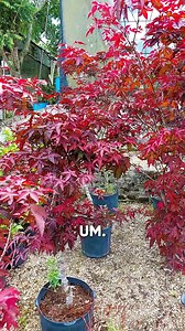O Acer Palmatum Atropurpureum, também conhecido como bordo japonês roxo, é uma verdadeira joia do paisagismo. Com suas folhas delicadamente divididas e uma impressionante coloração vermelha, essa árvore traz um toque de elegância e beleza a qualquer jardim. Ideal para pequenos espaços, ela se destaca em jardins japoneses e em áreas sombreadas, onde pode prosperar com a umidade adequada. Venha conhecer nossas mudas e transforme seu espaço verde com essa maravilha da natureza! . . . . . . #AcerAtr