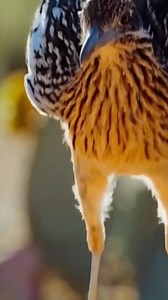 15K views · 50 reactions | Road Runner Speed .. #facts #reels #fblifestyle | Facts Gyan | Facebook