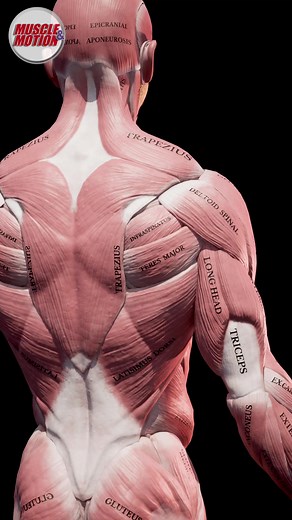 60K views · 1.4K reactions | Standing Cable front raise by Muscle and Motion  Give it a try!  | Petar Klančir IFBB Pro | Facebook