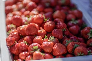 Dyre Jordbær denne Sommeren: Prisen Økte med Fem Kroner Kurven