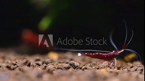 Male sulawesi white spot dwarf shrimp move around to look for food with other shrimp and aquatic plant as background in fresh water aquarium tank.