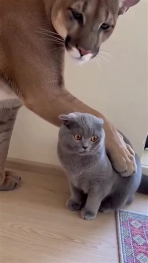 Puma pets a confused Funny Cat! 🐾🤣 #funnyanimals