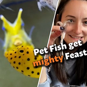 My pet deserves the most expensive diet | Go Fetch