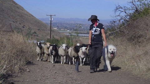 Five Surprising Facts About the Great Pyrenees