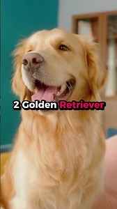 3 best service dogs...