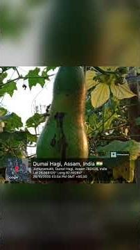 IGNOU Dissertation M.SC. Zoology Prasanta Nath January 2024