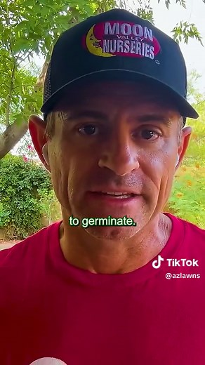 How to Plant Bermuda Seeds? #bermuda #grass #lawn #lawncare #yard #mulch
