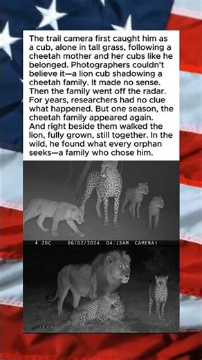 INCREDIBLE LION CUB ADOPTION STORY😮