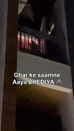 Is this a WOLF or a HUSKY 😮 #Husky #Wolf #huskylife #dogs #howlinwolf #viral