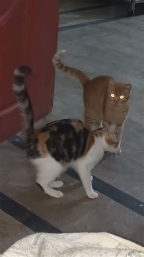 September 28, 2026😻 2 Cute Cats Dancing & Having Fun 🐱💃 | Funny Cat Dance #Shorts