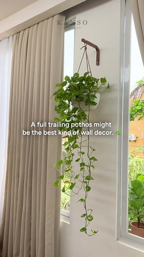 Pothos as Living Decor: Grow, Prune, and Style