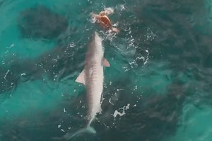 I ‘shell’ not die: Turtle fights off shark attack