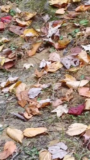 Bees and fly's everywhere. Why? #nature #camp #fire #bushcraft #bees #wilderness #camping #glamping