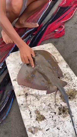 Help the stingray fish 😍❤️ #trending #shortsvideo #fishing