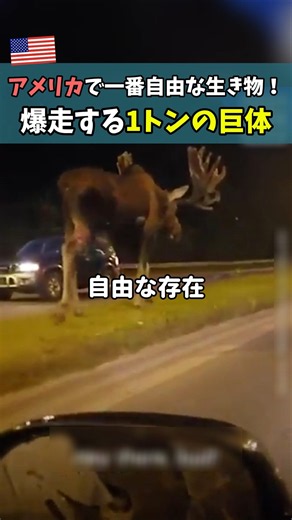 The Most Free-Spirited Creature in America! A 1-Ton Giant on the Move #HeartwarmingShorts #Animal...