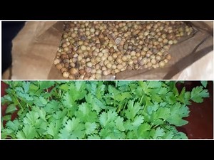 Hack on how to germinate coriander seeds faster. #beurifulNyawe