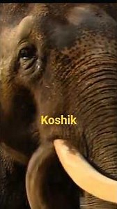 Elephant Speaks Human Words😮