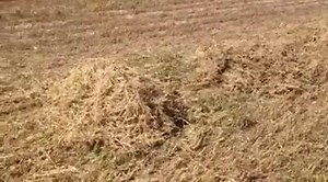 The Blue Buncher. Makes the swath easier to find under the snow. We will improve on it next year but we built it in a day. | Greener Pastures Ranching